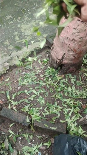 #coconut #bigtree #care #neem #leaf #maintenance