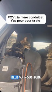 Jean-Balou et Miou-chel dans l’auto 🚗 . . . #dog #dogsofinstagram #instadog #doglover #golden #goldenretriever #goldenretrieversofinstagram #chien #funnydog #funnydogvideos #funnyreel #cat #catlovers #catsofinstagram #funnycatvideo #cutepets #funnyanimals #chienetchat #chiendrole #chienmarrant #chienmignon #chatdrole #chatmarrant #bandabalou | Bandabalou