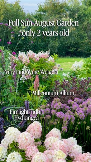 Joy in the Garden 🌸Joyce Merschman Ludlow on Instagram: "Flashback to early August when this newer garden bed was full of color and life. So many things blooming at the same time! 🌿 Pinky Winky Hydrangea (2nd yr of blooming) 🌿 Blue Fortune Agastache (1st yr blooming) 🌿 Zinnia Benary Lilac (direct sown from seed) 🌿 Verbena Bonariensis (reseeded after growing from seed 2 yrs ago & definitely wins the prize for the most loved by pollinators) 🌿 Rainbow Sherbet Celosia (started from seeds indoo