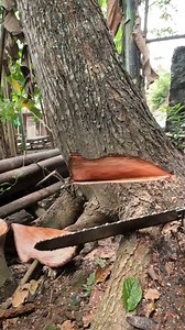 257K views · 2.2K reactions | Red mahogany tree felling. #treefelling | Yulianto | Facebook