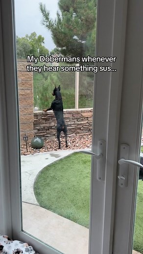 Watching Dobermans do what they were bred to naturally do is pretty amazing😍 Dobermans were bred to be naturally defensive and protective. However; this does not mean that they would bite to protect you without the proper training. But it does mean that they are naturally wary of strangers and would be a great deterrent. My Dobermans pace the perimeter of our backyard whenever they were something suspicious going on. I did not teach them this it just comes naturally. Not only do they pace the b