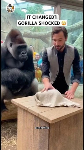 Gorilla Jumps Back When Rock Turns Into Apple #subscribe #shorts
