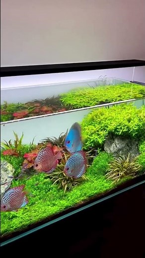 120 x 50 x 50 Discus Aquarium