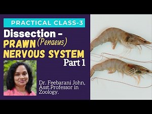 Dissection - Prawn [Penaeus] Nervous System-Part 1|Practical Class-3 by Dr.Feebarani John