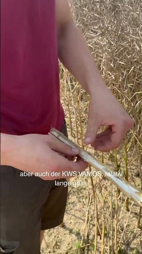 Ernte läuft, KWS VAMOS liefert 💛🌟
