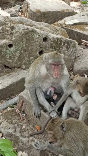 Footage of monkeys at Angkor Wat Temple in Cambodia 9 #Shorts