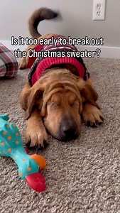 Yes? No? 😂 #christmassweater #christmastree #christmasdog | Big Blind Bear