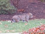 Police video shows dangerous bobcat roaming suburban Conneticut