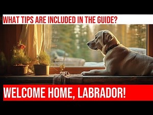 How to Introduce a Labrador Retriever to a New Home: A Comprehensive Guide