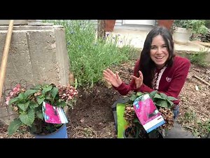 Let’s Plant 🌺 Summer Crush Hydrangea 🌺- Compact & Likes Sun // From Campbell’s Freedom Farm