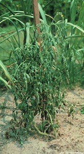 Try not to love your tomatoes to death!