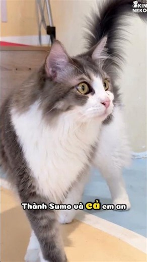 Cân mèo hàng tuần thoai | Kin Neko Dog & Cat Cafe #kinneko #catcafe #dogcafe