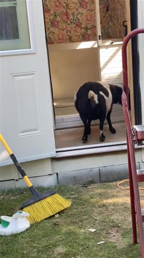 I see a protest in our future. lol -------------- https://amzn.to/47IxZ9d #chickencoop #chicken #diy | Baileys Barn | Facebook