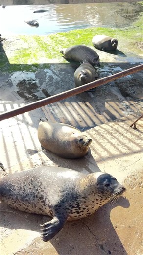 Capybara Moments: The Sweetest and Funniest Encounters