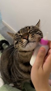164K views · 5.7K reactions | Tak malu dah beso pun isap susu lagi . Credit to owner #duniakucing #duniakucingii | Dunia Kucing II | Facebook
