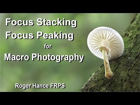 Focus Stacking and Focus Peaking for Macro Photography using the OM1 and the 90mm Macro lens