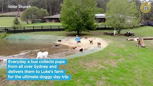 752K views · 24K reactions | For those that may have missed the Daily Telegraph video on Sunday about Luke, his own story on leaving the military, how our farm came to be and why the farm and the dogs have literally saved his life ... here it is ...  Jane Thomson, The Daily Telegraph | Doggy Daycare Farm Trips | Facebook