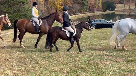 Fox Hunting | Dartmoor Pony Registry of America