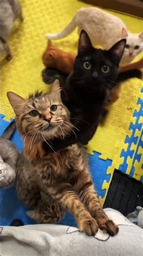 The old cat meowed for a long time. #Cute Cat Egg Invasion Plan #CutePets