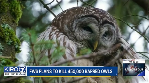 VIDEO: Federal government plan to kill nearly half a million barred owls