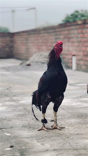 #bazi #murga #kamboj #shonkifarm