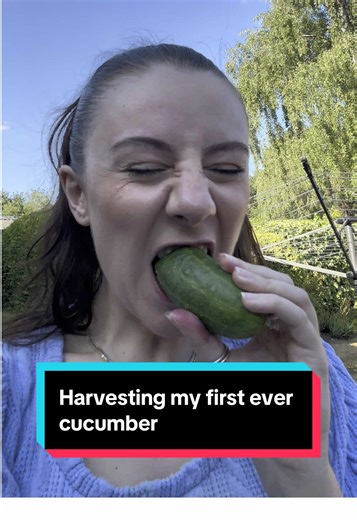 Exciting Homegrown Cucumber Harvest Experience