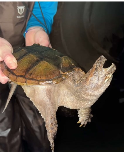 Dangerous Snapping Turtles Found in Hidden Tunnel! #turtle #dangerous #animals #fish