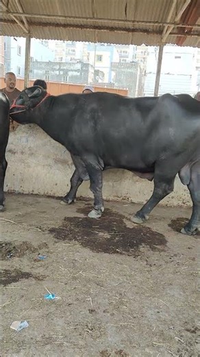 Buffalo Collections 2026 | Biggest & Strongest Buffaloes