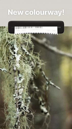 Old man’s Beard is often called “the lungs of the forest,” and is properly a lichen called Usnea. It’s a common edible and medicinal lichen that grows in forests around the world. Usnea has been used as a traditional antibiotic, both topically and internally (but don’t eat too much of it or you’ll get a stomach-ache), and was used to staunch bleeding and disinfect wounds on battlefields in antiquity. Usnea is everywhere and is often a good way to know the region has good clean airflow. You’ll fi