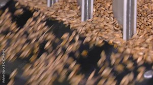 Preseeding preparation of seeds: cleaning, sifting. Modern equipment for cleaning cereals from debris, the production of food grains, industrial. Calibration of seeds. Grain cleaning equipment. Stock Video