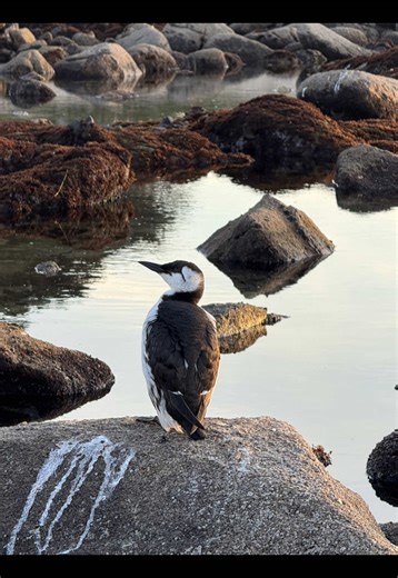 Identifying the Gull: Short-Billed vs Iceland