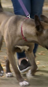 Dr Lisa helps two girls find their perfect rescue dog 🐶💕 | Bondi Vet