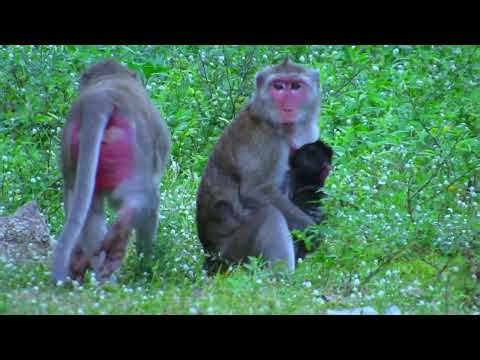 #entertaininganimals #babyanimal #wildlife #animallife #wildlife #animallife