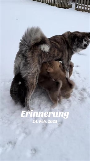 #akitaerzgebirgede #akitainu #akita #welpen #akitawelpen