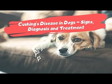 Cushing's Disease in Dogs - Signs, Diagnosis and Treatment