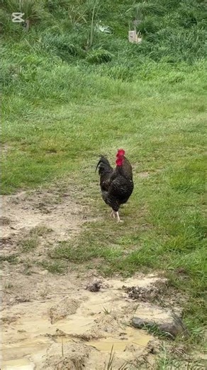 New Zealand back country