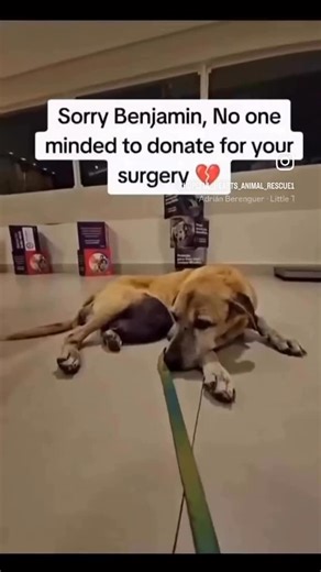 @HOPEFUL-HEARTS-ANIMAL-RESCUE1 | Benjamin’s eyes tell a story no soul should ever live through. We found him on the streets, starving, weak, and hopeless. His tiny body... | Instagram