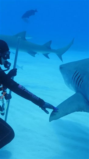 George C. Schellenger on Instagram: "Tiger Shark high five #shark #sharks #ocean #explore Tiger Beach, Bahamas"