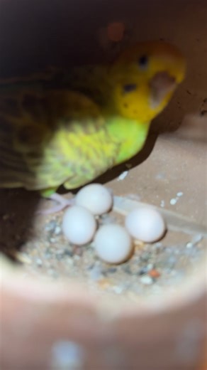 Essential Tips for Budgie Breeding Success
