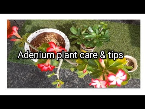 Adenium plant care & tips | soil mix | fertiliser