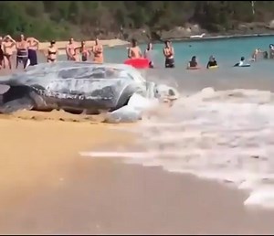 10K views · 204 reactions | World_s Largest Sea Turtle Giant Leatherback Sea Turtle. Watch more: https://www.facebook.com/groups/148320598151013 | NateGawd | Facebook