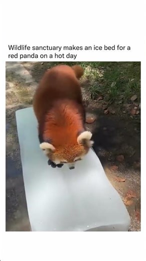 Wildlife sanctuary makes an ice bed for a red panda on a hot day 🥹❤️‍🩹