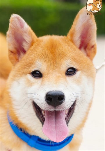 Rafael Shiba cực xinh luôn #dogphotography #petphotography #shibainu