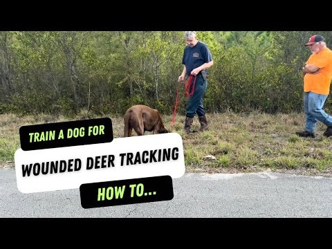 Learn How To Properly Train A Dog To Track Wounded Deer