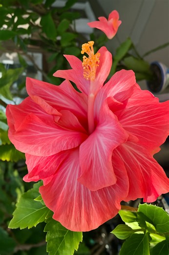 17K views · 1.6K reactions | Peaceful petals, bright colors, and natural charm  Let the Hibiscus remind you how beautiful simplicity can be   Comment  if you love nature  Follow for more peaceful flower moments #Hibiscus #Blooming #Flowers #Nature #Flowerseveryone | Blooming Flowers Nature | Facebook