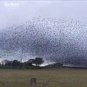 Flight of the starlings! Watch this incredible murmuration of thousands of starlings captured on Anglesey https://bit.ly/2SW8SHp | ITV Wales