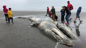 NOAA: West Coast gray whale population down 38% since 2016