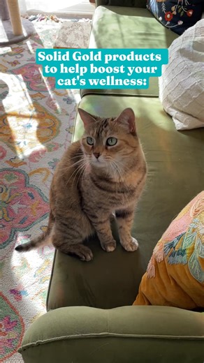1.9K views · 98 reactions | When it comes to your cat’s overall health, Solid Gold knows it all starts with the gut. Gut health is the holistic bridge between physical and mental health. That’s why our products nurture your pet’s gut health to fuel their mind, body, and spirit. | Solid Gold Pet Nutrition | Facebook