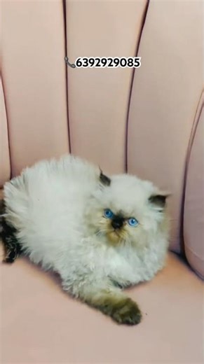 Himalayan Kitten for sale👌❤️