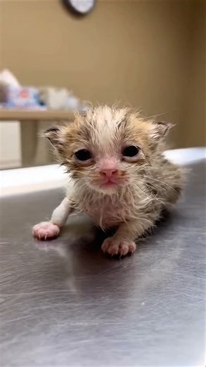 Tiny Injured Kitten Cries at the Vet — The Saddest Moment Ever 💔🐱 #cat #viral ##shorts #youtube